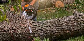 Best Tree Disease Treatment  in Sturgis, KY