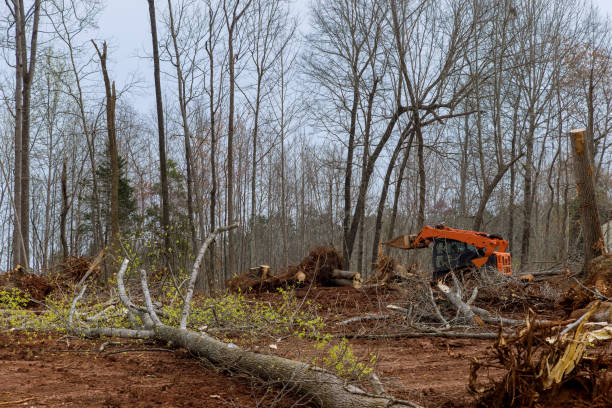 Best Tree Preservation Services  in Sturgis, KY