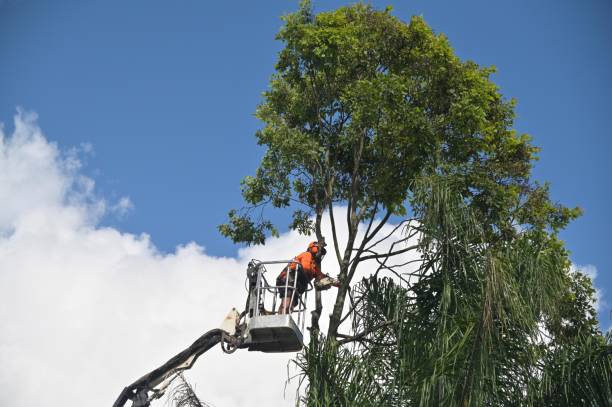 Best Tree Risk Assessment  in Sturgis, KY